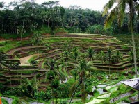 /album/fotogaleria/indonezia-tajai-erdekesek-romantikusok-961274-34505-jpg/